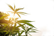 © papi8888 - Plantation medical cannabis close-up in the rays of the dawn su