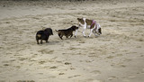 Fototapeta Kuchnia - Dogs playing beach