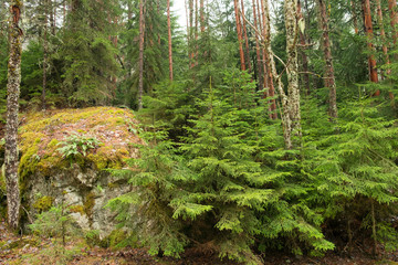 Poster - A young coniferous tree next to a large stone among dry tree trunks