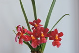 Fototapeta Storczyk - Red orchids, white background
