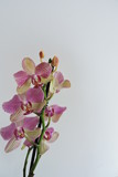 Fototapeta Storczyk - Pink and yellow orchids, white background