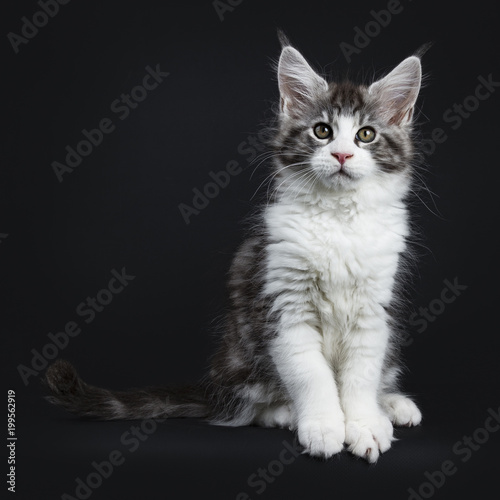 Handsome Black Tabby With White Maine Coon Cat Kitten