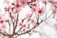 Peach Blossom 
