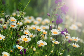 Poster - Summer wildflowers