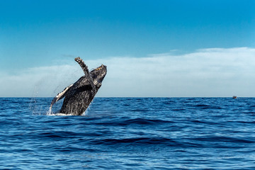 humpback whale while jumping breaching