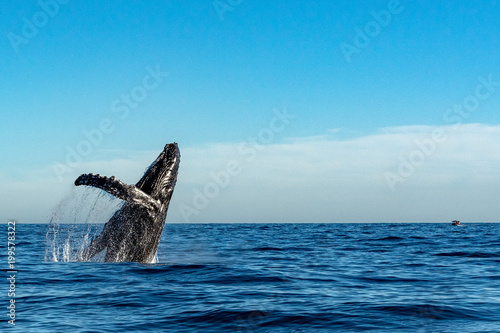 Fotografía humpback whale while jumping breaching