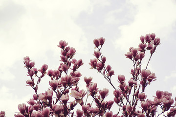 Wall Mural - Beautiful magnolia tree in spring.