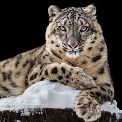 Wall Mural - Sunbathing Snow Leopard IV