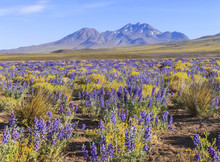 Flowering Atacama Desert, Chile