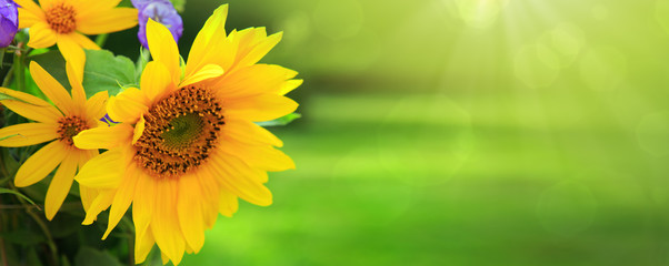 Wall Mural - A bouquet of yellow sunflowers .