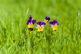 Fototapeta Kwiaty - Wiosenne bratki  na zielonej trawce 