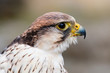 © Jan Nanco Bethlehem - Close up portrait of the head of a peregrine saker hybrid falcon