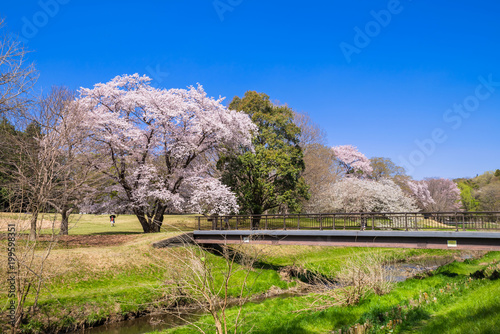 東京武蔵野 桜咲く野川公園の風景 Buy This Stock Photo And Explore Similar Images At Adobe Stock Adobe Stock