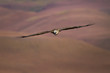 An adult bearded vulture glides on the hot air thermals high above the Drakensberg at Giant's Castle against a smooth pastel colored background.
