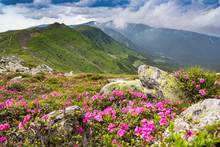 Blossoming Pink Rhododendron In The Mountains, Flowering Valley On Top Of The Ridge In Carpathian