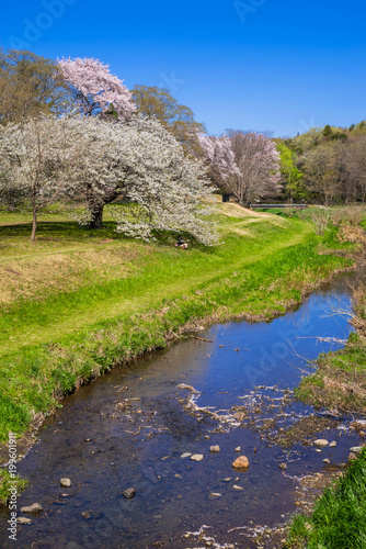 東京武蔵野 桜咲く野川公園の風景 Adobe Stock でこのストック画像を購入して 類似の画像をさらに検索 Adobe Stock