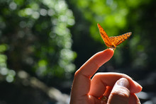 Butterfly On Finger And A Green Background,Butterfly In The Tropical Forest.