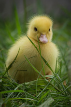 Portrait Of Cute Little Yellow Baby Fluffy Muscovy Ducklings Close Up

