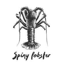 Vector Engraved Style Illustration For Posters, Decoration And Print. Hand Drawn Sketch Of Spiny Lobster In Monochrome Isolated On White Background. Detailed Vegetarian Food Drawing.