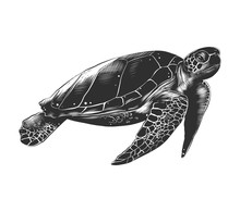 Vector Engraved Style Illustration For Posters, Decoration And Print. Hand Drawn Sketch Of Turtle In Monochrome Isolated On White Background. Detailed Vintage Woodcut Style Drawing.