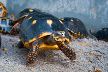 Red Foot Turtle