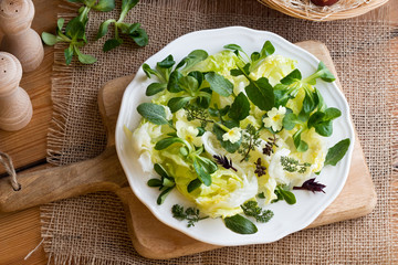 Wall Mural - Salad with primula, nipplewort and other wild edible plants