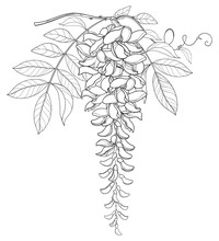 Vector Branch Of Outline Wisteria Or Wistaria Flower Bunch, Bud And Leaf In Black Isolated On White Background. Blooming Climbing Plant Wisteria In Contour Style For Spring Design Or Coloring Book.