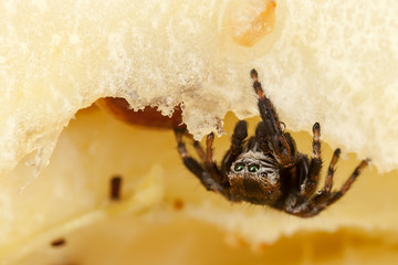 Wall Mural - Jumping spider on a chopped apple