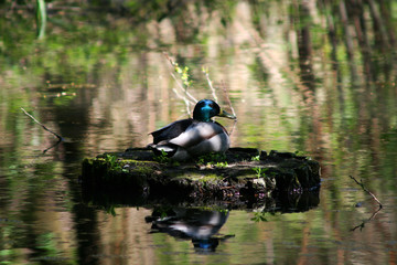 canard colvert sur son nid