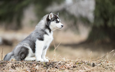 Wall Mural - portrait cute puppy of Siberian husky sitting on the grass in autumn