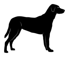 Vector Silhouette Of A Standing Dog With Body Details