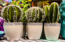 Small Pots Containing Cacti Sitting On Shelf Among Other Colorful Items - Decor