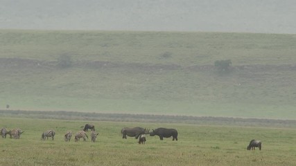 Wall Mural - Black Rhinocerus ((Diceros bicornis) two together in the Ngorongoro Crater