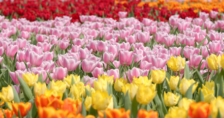 Canvas Print - Beautiful tulip in farm