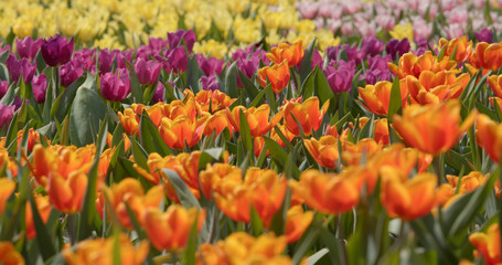 Sticker - Colorful tulip flower garden