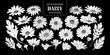 Set of isolated white silhouette daisy in 24 styles.