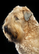 Irish soft coated wheaten terrier Dog on Isolated Black Background 