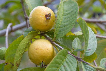 fresh guava in the organic garden plant