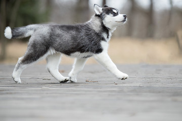 Wall Mural - Cute puppy Siberian husky black and white running on the ground