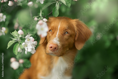 nova scotia duck tolling retriever deutschland