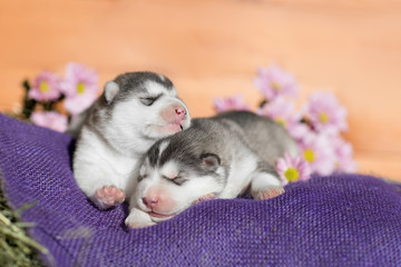 Wall Mural - Cute Puppy Alaskan Malamute 5 days