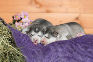 Wall Mural - Cute Puppy Alaskan Malamute 5 days