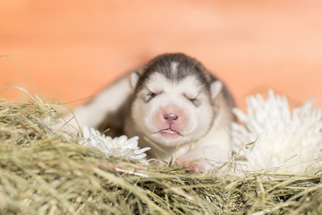 Wall Mural - Cute Puppy Alaskan Malamute 5 days