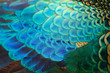 Feathers detail of male green peafowl / peacock (Pavo muticus) (shallow dof)