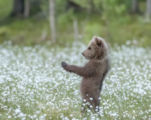 brown bear cub standing on a finnish bog in the middle of the cotton grass