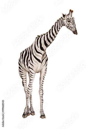 Fotomural illustration girafe, zèbre-hybride, illustration-fond blanc