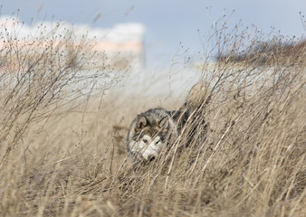 Wall Mural - Alaskan Malamute in nature