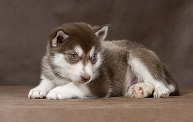 Wall Mural - puppy Siberian husky on a brown background