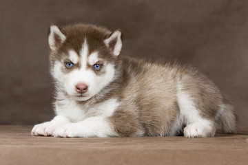 Wall Mural - puppy Siberian husky on a brown background