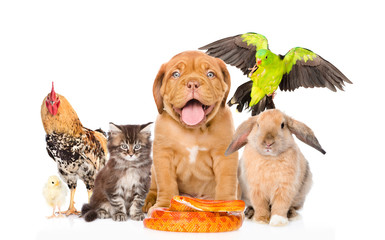 Group of pets together in front view